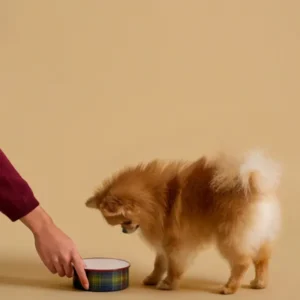 Hunde-Futternapf, klein – Kollektion Edles für Vierbeiner
